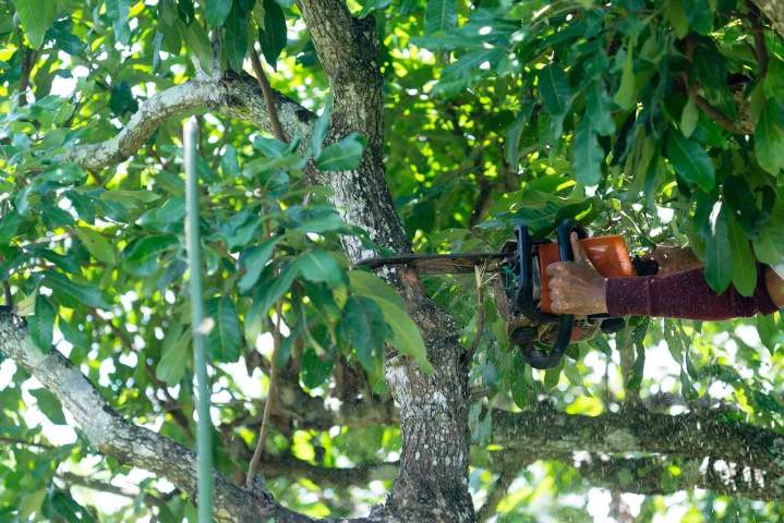 Élagage professionnel Castelsarrasin