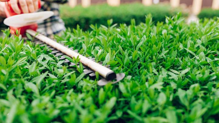 Taille haies Castelsarrasin