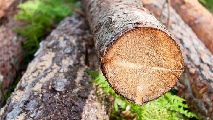 Abattage arbres Castelsarrasin